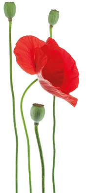 fiore-2